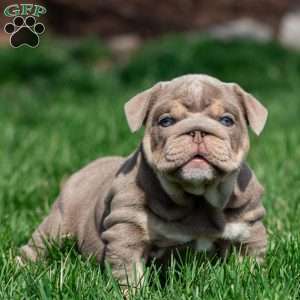 Indigo Pearl, English Bulldog Puppy